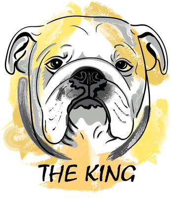 Hình vẽ chó Bulldog "The King" với nét vẽ màu nước xám và vàng trên nền xám.