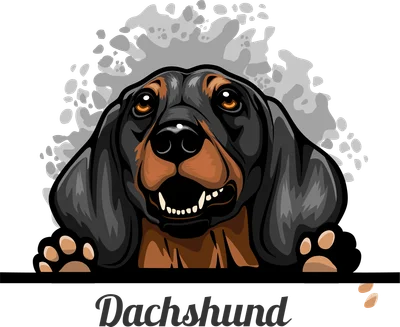 Hình ảnh minh họa chó Dachshund màu đen nâu, mắt tròn to, miệng mở cười, đang thò đầu qua một vạch ngang.