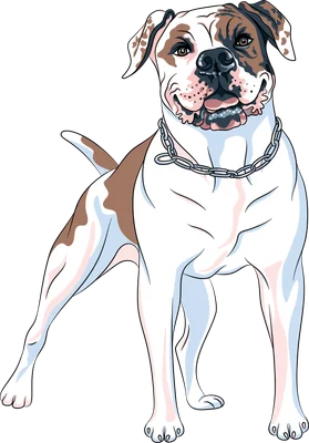Hình vẽ chó Bulldog Mỹ màu trắng nâu đeo vòng cổ xích, đứng trên nền xám.
