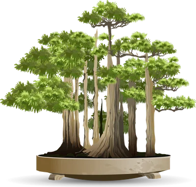 Hình ảnh minh họa cây bonsai cổ thụ với nhiều thân cây và tán lá xanh tươi, đặt trong chậu.