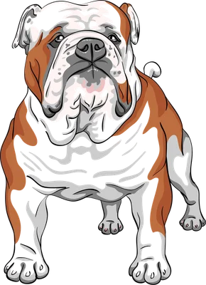 Hình vẽ chó Bulldog Anh với bộ lông màu nâu trắng xám, biểu cảm nghiêm nghị, đứng thẳng.