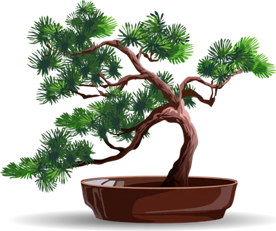 Hình ảnh minh họa cây tùng la hán bonsai dáng đẹp, xanh tươi trong chậu đất nung.