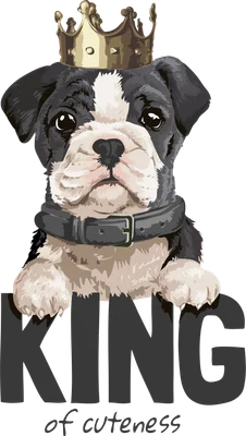 Hình minh họa chú chó bulldog con màu đen trắng đội vương miện vàng, đeo vòng cổ và dòng chữ 'KING of cuteness'.