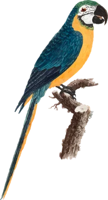 Hình ảnh vẹt Macaw xanh vàng với bộ lông sặc sỡ đậu trên một cành cây khô, nền xám.