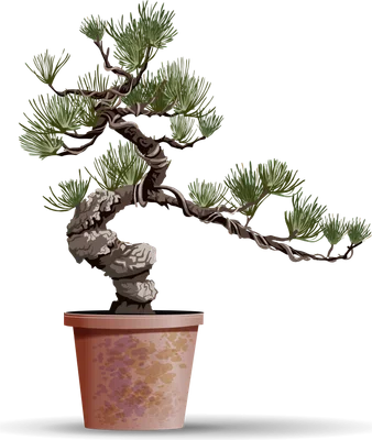 Hình ảnh minh họa cây tùng la hán bonsai được tạo hình nghệ thuật trong chậu đất nung.