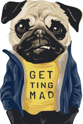 Hình ảnh minh họa chó Pug đội lốt người, mặc áo khoác xanh và áo phông vàng có chữ "GETTING MAD".