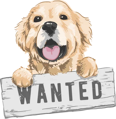 Chó Golden Retriever đáng yêu cầm bảng Wanted