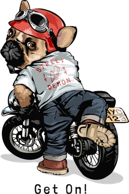 Hình minh họa chú chó Bulldog Pháp đội mũ bảo hiểm đỏ, đeo kính, mặc áo 'Street Demon' cưỡi mô tô, nhìn về phía sau. Nền xám.