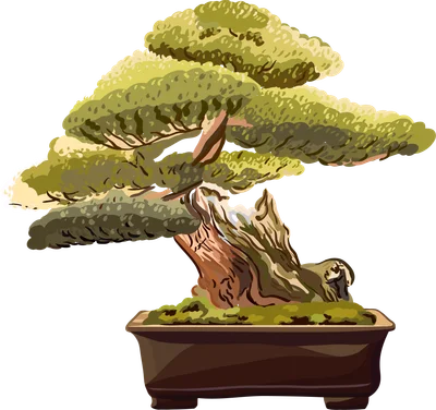 Hình ảnh cây bonsai cổ thụ với thân cây uốn lượn, tán lá xanh mướt, đặt trong chậu nâu.