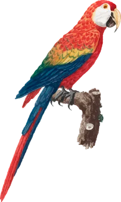 Hình ảnh minh họa vẹt Macaw với bộ lông đỏ, vàng, xanh dương và xanh lá cây, đậu trên cành cây.
