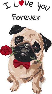 Chú chó Pug đeo nơ đỏ ngậm hoa hồng với dòng chữ I Love You Forever