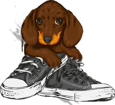 Chó Dachshund dễ thương ngồi trên giày sneaker