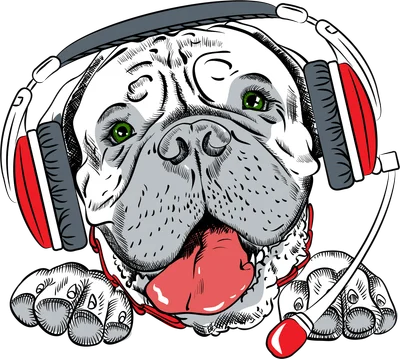 Chó bull đeo tai nghe DJ vui vẻ